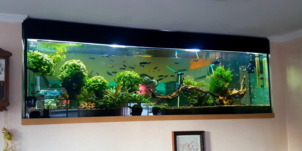 Pet Verkauf -Pet Verkauf 20200523 083052 1 scaled e1634053263703 1000x500 1