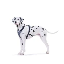 Hunter Geschirr Neopren Schwarz/Grau -Pet Verkauf 41653 hunter geschirr neopren schwarz grau 00