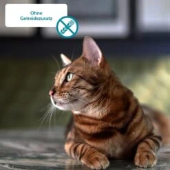 ZooRoyal Gourmet Leckerbissen Mit Saftigem Putenfleisch In Feiner Sauce -Pet Verkauf Katze 3 ohne Getreide610d488f23659