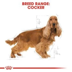 ROYAL CANIN Cocker Adult Hundefutter Trocken -Pet Verkauf RoyalCanin Hundefutter Cocker 6