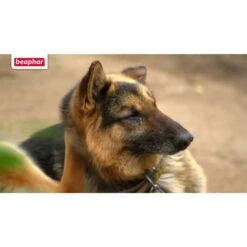 Beaphar Protecto Insekten Vernebler 200ml 11 Beaphar Protecto Insekten Vernebler 200ml -Pet Verkauf beaphar protecto insekten vernebler 2