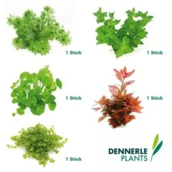 Dennerle Plants Aquariumpflanzen Mix Schnellwachsend -Pet Verkauf dennerleplants mix schnellwachsend 5er60a254178e24b