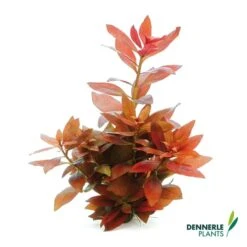 Dennerle Plants Aquariumpflanzen Mix Schnellwachsend -Pet Verkauf dennerleplants mix schnellwachsend alle 560a254157142b