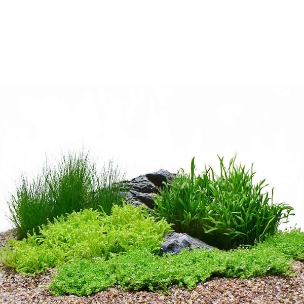 Dennerle Plants Aquariumpflanzen 4er Mix Vordergrund 1 Dennerle Plants Aquariumpflanzen 4er Mix Vordergrund