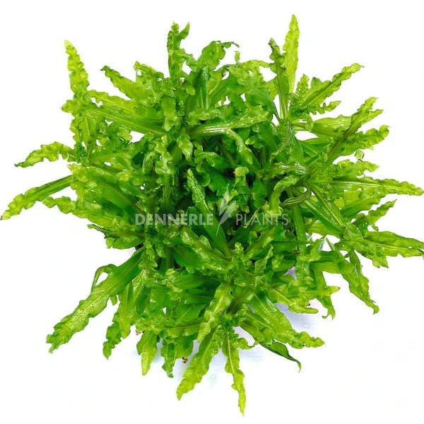 Dennerle Plants Aquariumpflanzen 4er Mix Vordergrund 2 Dennerle Plants Aquariumpflanzen 4er Mix Vordergrund – Bild 2