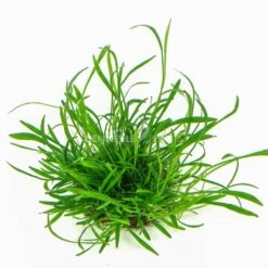 Dennerle Plants Aquariumpflanzen 4er Mix Vordergrund 8 Dennerle Plants Aquariumpflanzen 4er Mix Vordergrund -Pet Verkauf dennerleplants mix vordergrund 3