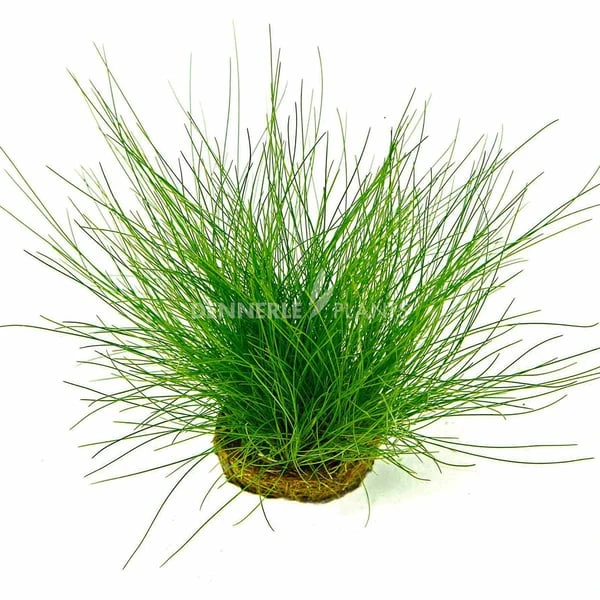 Dennerle Plants Aquariumpflanzen 4er Mix Vordergrund 5 Dennerle Plants Aquariumpflanzen 4er Mix Vordergrund – Bild 5