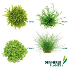 Dennerle Plants Aquariumpflanzen 4er Mix Vordergrund 11 Dennerle Plants Aquariumpflanzen 4er Mix Vordergrund -Pet Verkauf dennerleplants mix vordergrund 6