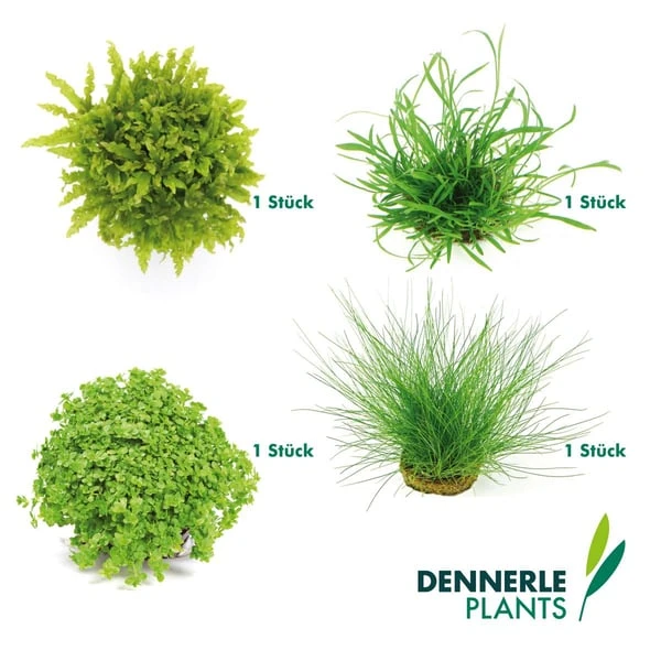 Dennerle Plants Aquariumpflanzen 4er Mix Vordergrund 6 Dennerle Plants Aquariumpflanzen 4er Mix Vordergrund – Bild 6