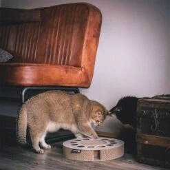 District 70 Kratzpappe WHIRL -Pet Verkauf district 70 kratzpappe wellpappe whirl 3