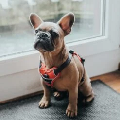 Hunter Geschirr Divo Grau -Pet Verkauf hunter geschirr divo 2608ac1f69c8c7