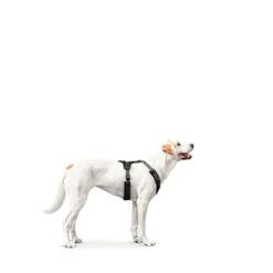 Hunter Geschirr Maldon Grau -Pet Verkauf hunter geschirr maldon grau 4