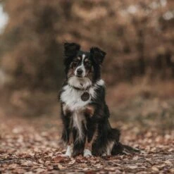 Hunter Halsband Aalborg Schwarz -Pet Verkauf hunter halsband aalborg 2