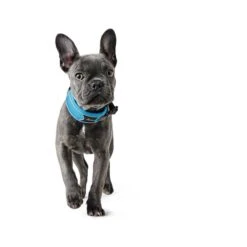 Hunter Halsung Divo Rot -Pet Verkauf hunter halsung divo 1608ac2a7a5240