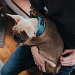 Hunter Halsung Divo Rot -Pet Verkauf hunter halsung divo 2608ac2a885f3f