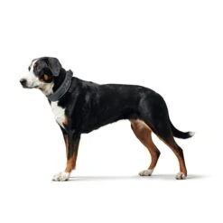 Hunter Halsung Divo Rot -Pet Verkauf hunter halsung divo 3608ac2a967b18