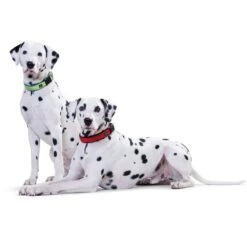 Hunter Neopren Vario Plus Halsung Rot/schwarz 8 Hunter Neopren Vario Plus Halsung Rot/schwarz -Pet Verkauf hunter neopren vario plus halsung rot schwarz 2