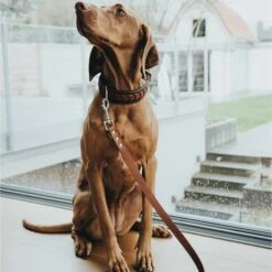 Hunter Verstellbare Führleine Aalborg Schwarz -Pet Verkauf hunter verstellbare fuehrleine aalborg