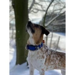 WowWow Professional Halsband Rot -Pet Verkauf wowwow halsband alle 26091513687183