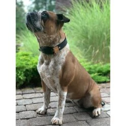 WowWow Professional Halsband Rot -Pet Verkauf wowwow halsband alle 3609151378dd67