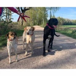 WowWow Professional Halsband Rot -Pet Verkauf wowwow halsband alle 460915138974a3