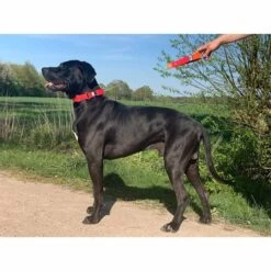 WowWow Professional Halsband Rot -Pet Verkauf wowwow halsband alle 56091513a5f73a