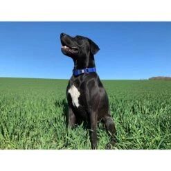 WowWow Professional Halsband Schwarz -Pet Verkauf wowwow halsband alle 660915118398a4