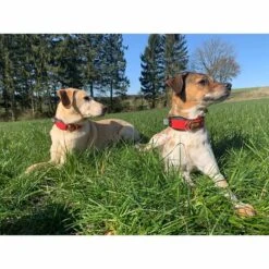 WowWow Professional Halsband Schwarz -Pet Verkauf wowwow halsband alle 7609151193dca1