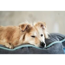 ZooRoyal Hundekissen Elias Anthrazit -Pet Verkauf zooroyal hundekissen elias anthrazit 3